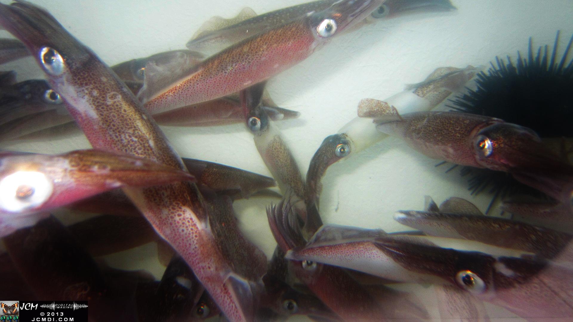 Strange little monsters � Opalescent Squid in bait tank